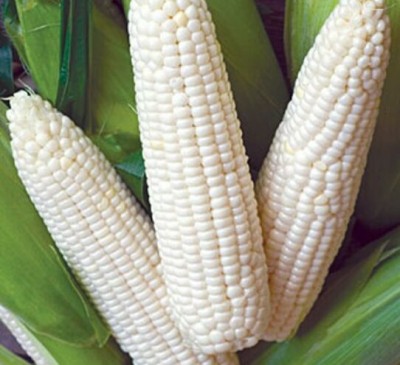 Corn Snow White 